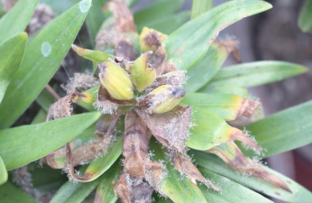 大棚花卉灰霉病的防治