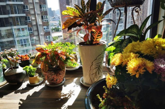 家庭养花用生根粉