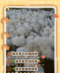 棉籽皮养花行吗