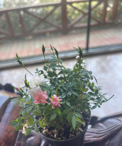 家庭养花用生根粉