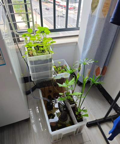 家庭养花用生根粉