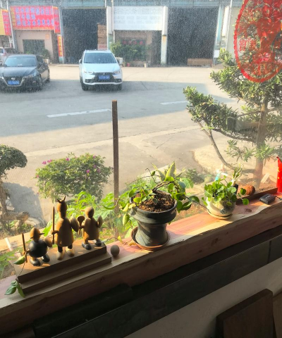 家庭养花用生根粉