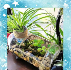 家庭养花用生根粉