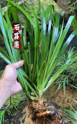 石菖蒲为什么黄