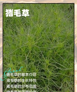 猪毛可以养花吗