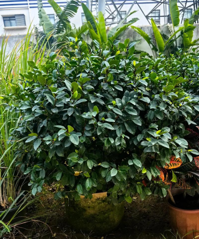 含笑球属于什么种类