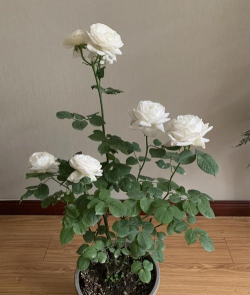 养花小白药月季