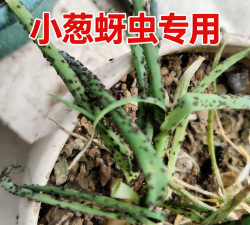 养花小白药蚜虫