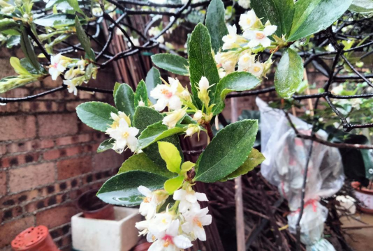 家庭养花用生根粉