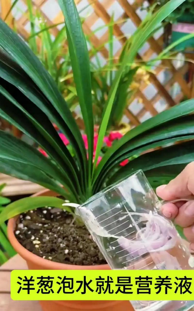 厨房废料养花法