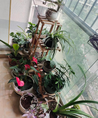 家庭养花用生根粉