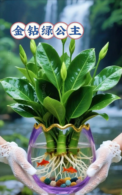 家庭养花用生根粉