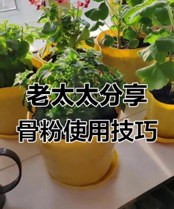 家庭养花用生根粉