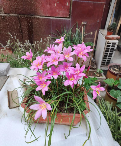 家庭养花用生根粉