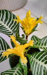 斑马花又叫什么