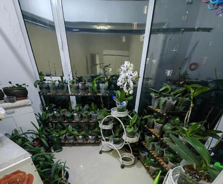 家庭养花用生根粉