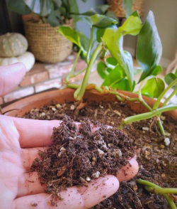 家庭养花用生根粉