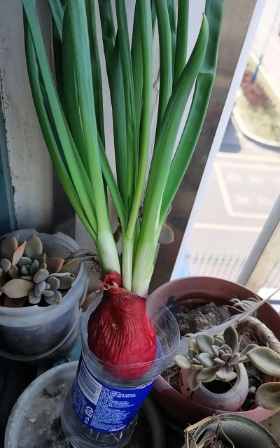 怎么用洋葱养花