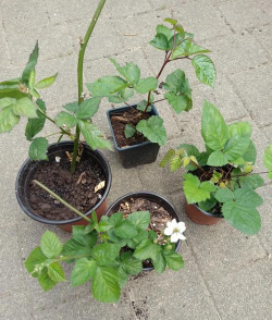 家庭养花用生根粉