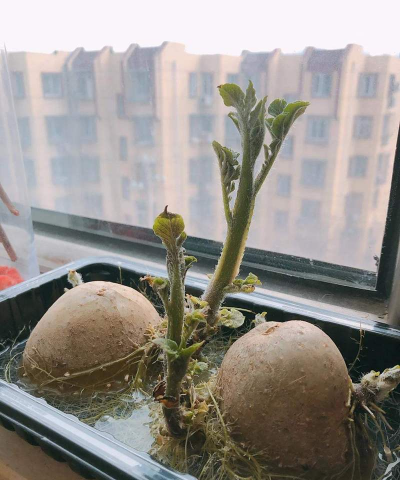 蔬菜头怎么养花