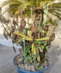 家庭养花用生根粉