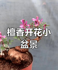 养花可以点檀香