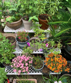 家庭养花用生根粉