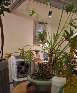 泰国冬天室内养花