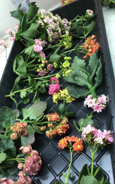 家庭养花用生根粉