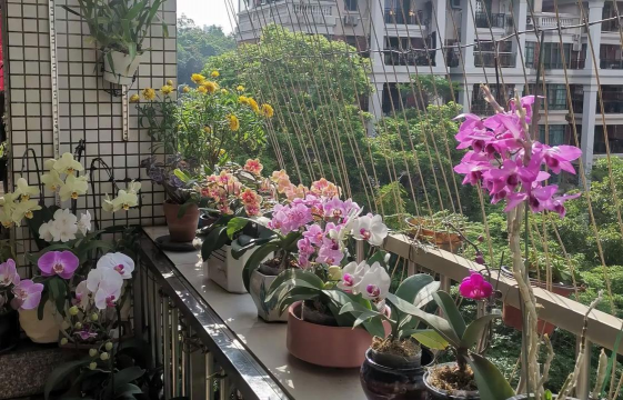 家庭养花用生根粉