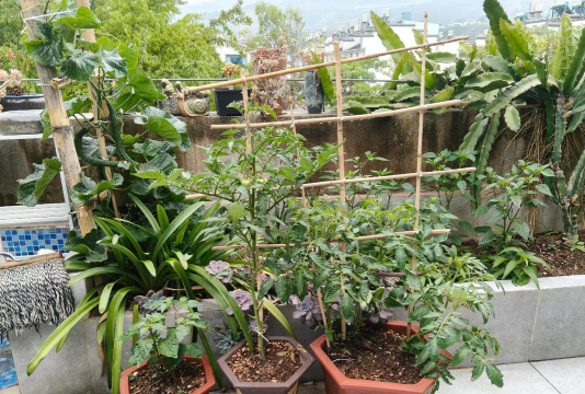 家庭养花用生根粉