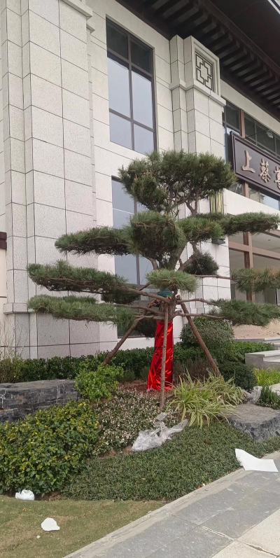 单位大门栽什么树