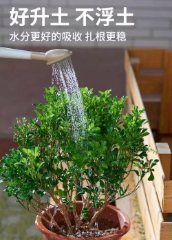 家庭养花用生根粉