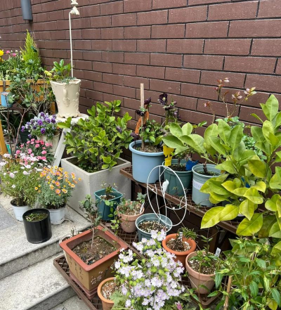 家庭养花用生根粉