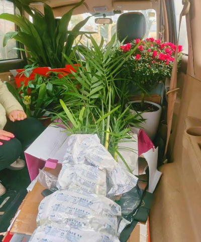 家庭养花用生根粉