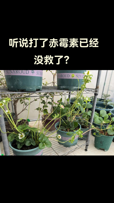 家庭养花用生根粉