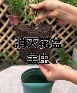 缸养花怎么除虫