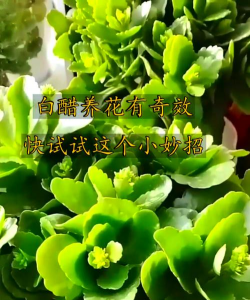 家庭养花用生根粉