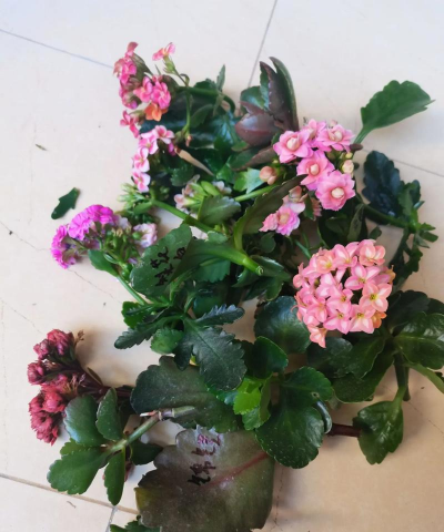 家庭养花用生根粉