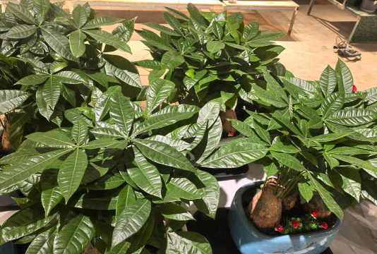 家庭养花用生根粉