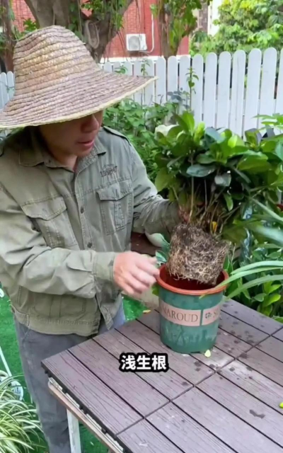 家庭养花用生根粉