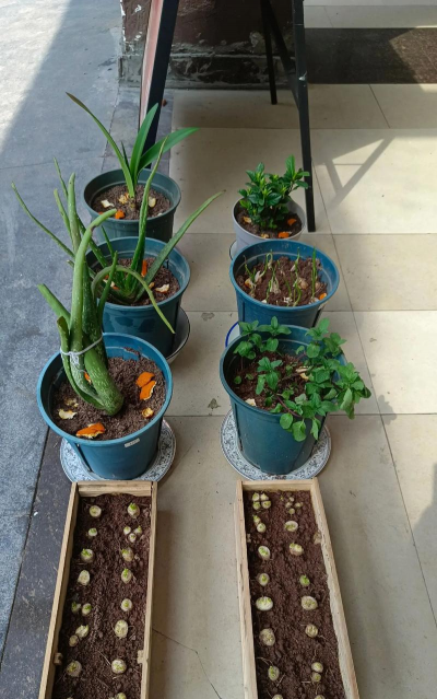 家庭养花用生根粉