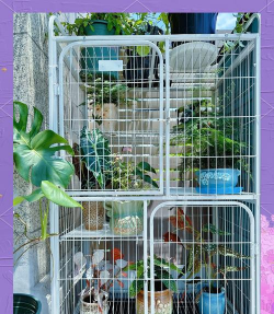 猫笼改造养花