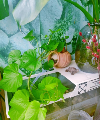 家庭养花用生根粉