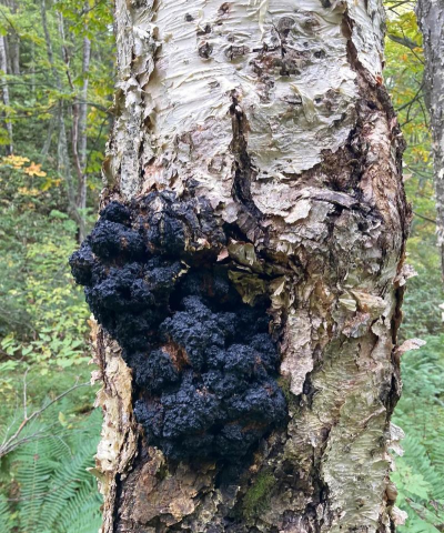 桦树茸可以养花