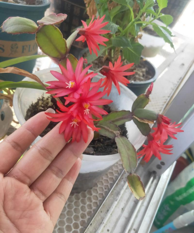 家庭养花用生根粉