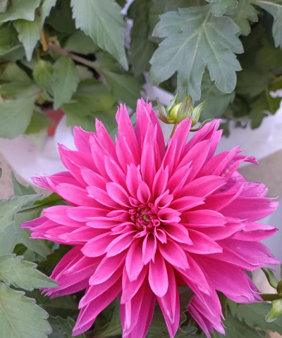 家庭养花用生根粉