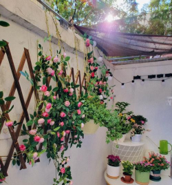 家庭养花用生根粉