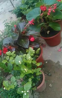 家庭养花用生根粉