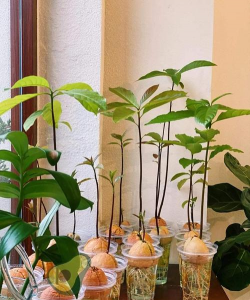 家庭养花用生根粉